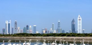 أربع خطوات تتخذها دولة الإمارات للحد من تغير المناخ ومنع الأوبئة في المستقبل