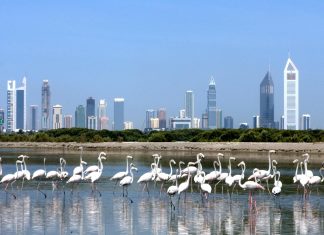 القمة العالمية للاقتصاد الأخضر تعزز مكانة دبي كعاصمة للاقتصاد الأخضر