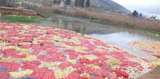 بركة عنجر ضحية التلوّث الزراعي