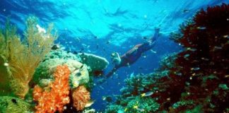 الصندوق العالمي لصون الطبيعة يحث على حماية الحاجز المرجاني العظيم