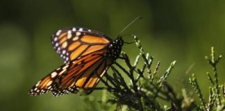 الحكومة الامريكية تنظم حملة للحفاظ على الفراشات الملكية