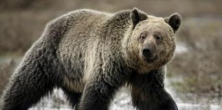 الدب الأشهب يخرج من بياته الشتوي مبكرا في أمريكا