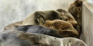 تقطع السبل بأعداد كبيرة من أسود البحر في كاليفورنيا