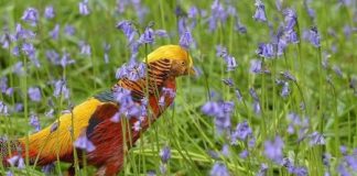 طيور ملك نيبال السابق تتضور جوعاً في أقفاصها