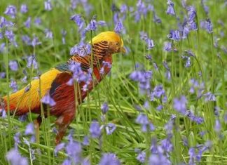 طيور ملك نيبال السابق تتضور جوعاً في أقفاصها