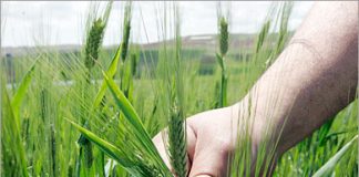 فاو: 805 مليون جائع حول العالم