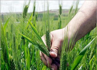 فاو: 805 مليون جائع حول العالم