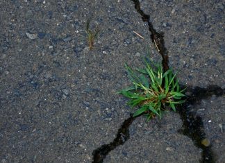 ضرورة التأقلم