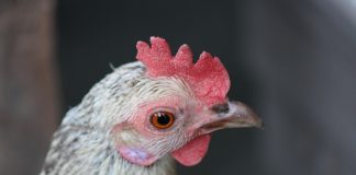 بيئة الإمارات تحظر استيراد الطيور والدواجن الإيطالية