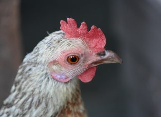 بيئة الإمارات تحظر استيراد الطيور والدواجن الإيطالية
