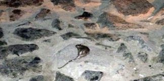 الفئران تغزو جدة وتهددها بالطاعون