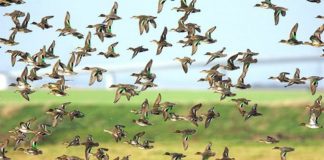 الطيور البرية ربما تنشر فيروس انفلونزا الطيور