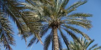 التنبيت الصحيح يعطي جودة ونوعية لثمرة النخيل