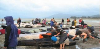 جنوح ونفوق العشرات من الحيتان الطيارة على شواطئ نيوزيلندا