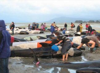 جنوح ونفوق العشرات من الحيتان الطيارة على شواطئ نيوزيلندا