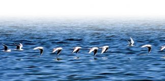 رسم توضيحي:”البيئة” التزام بمؤشرات التنافسية العالمية