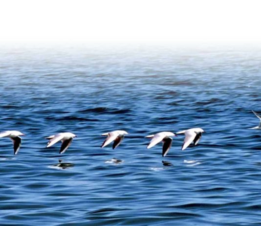 رسم توضيحي:”البيئة” التزام بمؤشرات التنافسية العالمية