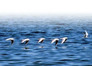 الامارات تنضم للمنبر الحكومي الدولي للعلوم والسياسات مجال التنوع البيولوجي