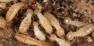 النمل الابيض يساعد في مكافحة التصحر والتغير المناخي