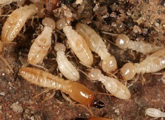 النمل الابيض يساعد في مكافحة التصحر والتغير المناخي