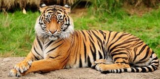 اليوم العالمي للأحياء البرية