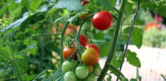 العلماء يبرمجون النباتات لتصبح مقاومة للجفاف