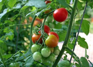 العلماء يبرمجون النباتات لتصبح مقاومة للجفاف