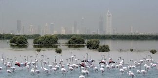 الإمارات تحتضن ما لا يقل عن 388 نوع من الطيور المهاجرة