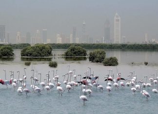 الإمارات تحتضن ما لا يقل عن 388 نوع من الطيور المهاجرة