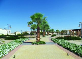 14.1 ألف شجرة جديدة تضيف جمالاً على شوارع دبي