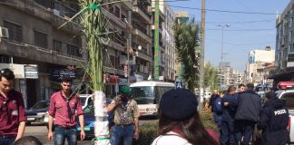 بلدية طرابلس وكشاف البيئة يزينان مدخل طرابلس باشجار النخيل