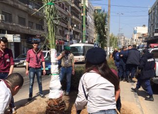 بلدية طرابلس وكشاف البيئة يزينان مدخل طرابلس باشجار النخيل