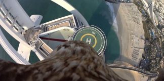 نسر ينطلق من قمة “برج خليفة” حاملاً رسالة توعية بيئية