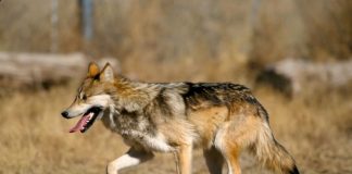 ولاية أمريكية ترفض حظر صيد ذئاب القيوط