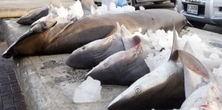 الإمارات تحظر صيد 7 أنواع من أسماك القرش