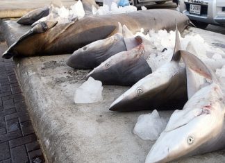 الإمارات تحظر صيد 7 أنواع من أسماك القرش