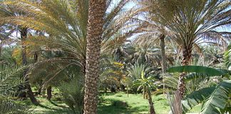 “فاو” تعتمد واحات نخيل الإمارات مواقع للتراث الزراعي