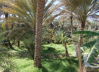 “فاو” تعتمد واحات نخيل الإمارات مواقع للتراث الزراعي