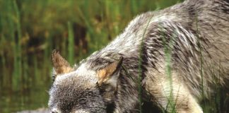 تزايد أعداد الذئاب الرمادية بولاية أوريجون الأميركية