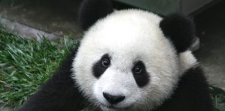 حيوانات الباندا العملاقة في ازدياد