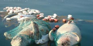 بيئة أبوظبي تدعو المجتمع المحلي إلى دعم جهودها في حماية أبقار البحر”