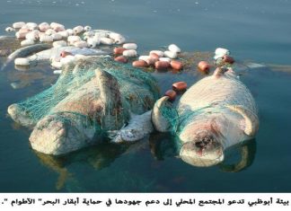 بيئة أبوظبي تدعو المجتمع المحلي إلى دعم جهودها في حماية أبقار البحر”