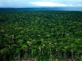 زيادة عالمية في نسبة الغطاء النباتي