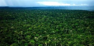 زيادة عالمية في نسبة الغطاء النباتي