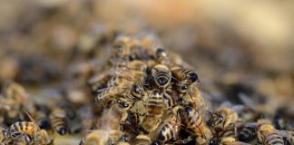 «بيئة رأس الخيمة»: النباتات والمناحل المستوردة تؤثر سلباً في العسل المحلي