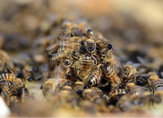 أنواع كثيرة النحل البري مهددة بالاندثار في أوروبا