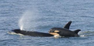 ولادة ثالث عجل للحوت القاتل المعرض لخطر الانقراض