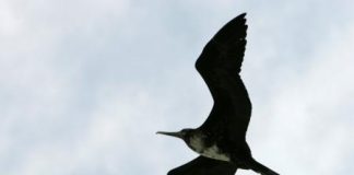 طيور برية تتغذى على الرحيق وحبوب اللقاح