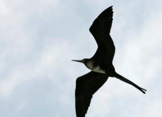 طيور برية تتغذى على الرحيق وحبوب اللقاح