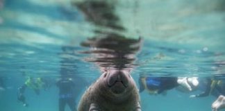 تزايد أعداد أبقار البحر بولاية فلوريدا